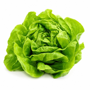 Maso de Lechuga 1 u